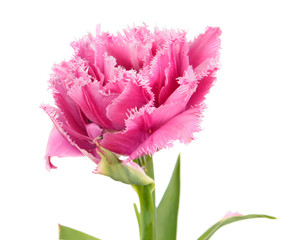 Bright pink tulip flower close-up isolated on white background. Double-flowered cultivar from Fringed (Crispa) Group