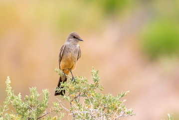 Say's phoebe on bush in central New Mexico
