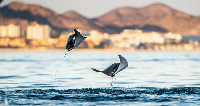 Mobula ray jumping out of the water. Mobula munkiana, known as the manta de monk, Munk's devil ray, pygmy devil ray, smoothtail mobula, is a species of ray in the family Myliobatida. Pacific ocean