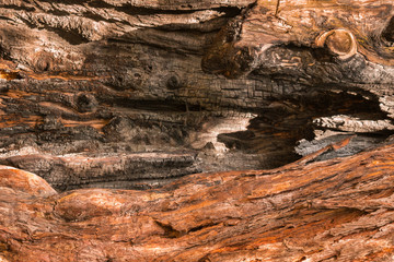 close-up of burnt tree log background