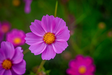 Summer pink flowers. Beautiful flowers. . Rose Flower Petals