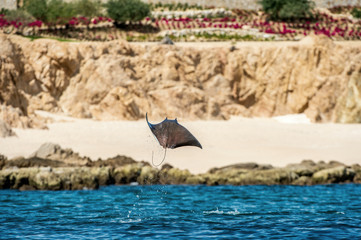 Mobula ray jumping out of the water. Mobula munkiana, known as the manta de monk, Munk's devil ray, pygmy devil ray, smoothtail mobula, is a species of ray in the family Myliobatida. Pacific ocean