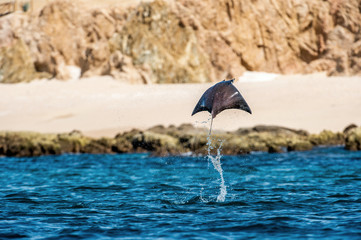 Mobula ray jumping out of the water. Mobula munkiana, known as the manta de monk, Munk's devil ray,...