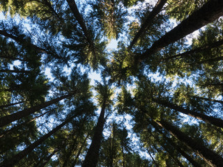 Fototapeta premium Trees in the Pacific Northwest