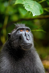 The Celebes crested macaque. Close up portrait.  Crested black macaque, Sulawesi crested macaque, or the black ape. Natural habitat. Sulawesi. Indonesia.