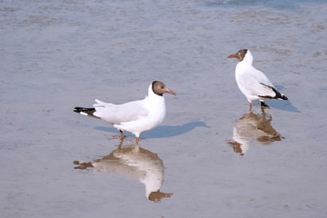 Two Seagulls bird standing on the beach with mirror reflection on the water. Migratory bird from the cold place go to at Bangboo Samut Prakan Thailand.