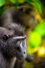 The Celebes crested macaque.  Side view portrait. Crested black macaque, Sulawesi crested macaque, or the black ape. Natural habitat. Sulawesi. Indonesia.