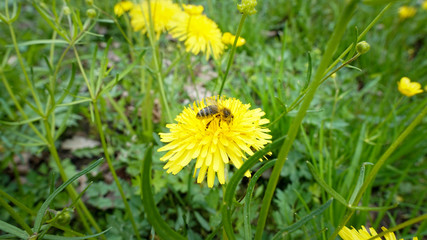 bee collects nectar on a yellow flower,  on dandelion
