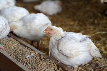 Pullet Looking