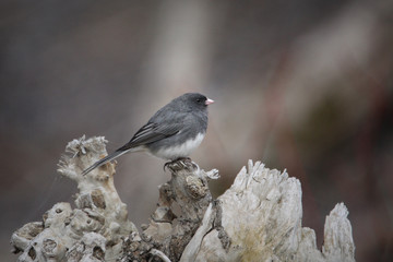 Dark-eyed Junco bird standing on old tree stump