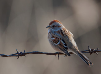 Side view of backlit American Tree Sparrow perched on barbed metal wire