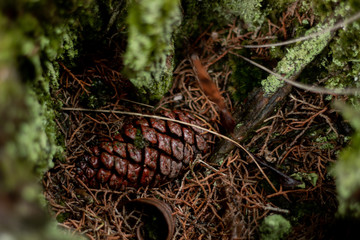 pine cone on tree