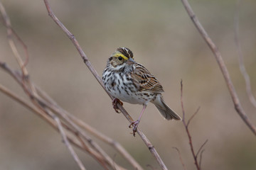 Close up of Savannah Sparrow standing on branch and looking at camera