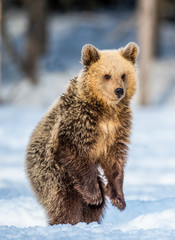 Brown bear cub standing on his hind legs on the snow in the winter forest. Natural habitat. Scientific name: Ursus Arctos Arctos.