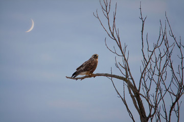 Rough-legged Hawk on tree branch with moon crescent behind