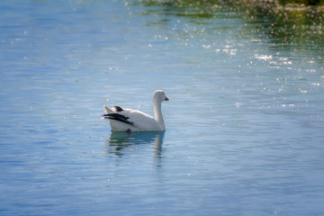 Naklejka na ściany i meble Isolated Snow Goose on blue water pond