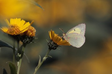 Clouded Yellow butterfly on yellow flowers