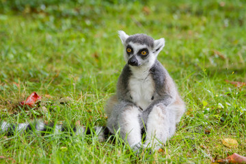 Lemur is sitting on the grass and thinking