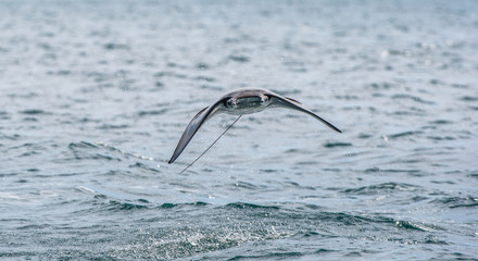 Mobula ray jumping out of the water. Front view. Mobula munkiana, known as the manta de monk, Munk's devil ray, pygmy devil ray, smoothtail mobula, is a species of ray in the family Myliobatida.