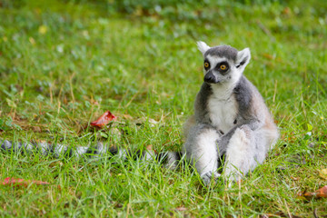 Lemur is sitting on the grass and thinking