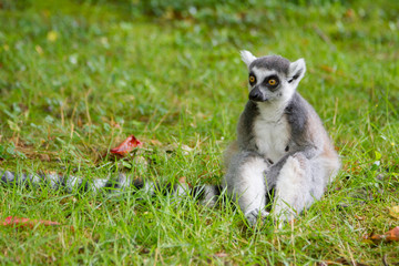 Obraz premium Lemur is sitting on the grass and thinking