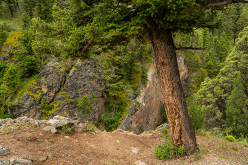 Leaning Tree Along Rim of Cliff in Yellowstone