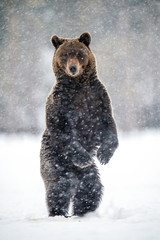Adult brown bear standing on his hind legs on the snow in the winter forest. Snowfall. Scientific...