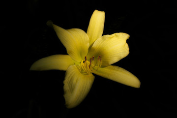Yellow Day Lily against black background