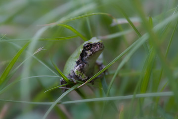 Extreme close-up of green colored Gray Treefrog standing on glass blades