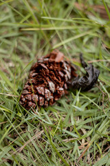 pine cone on a branch