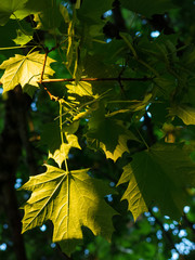 Obraz premium Pocket of light illuminating leaves on a tree
