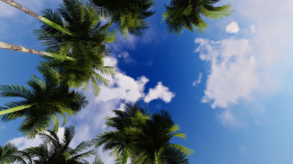 Palm Nature Background 3D Rendering