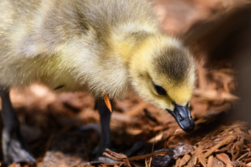 Newborn Gosling Learning to Search for Food