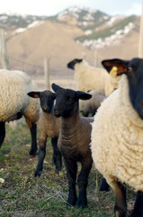 Fototapeta premium Groupie Sheep