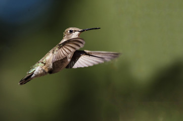 Black-Chinned Hummingbird Hovering in Flight Deep in the Forest