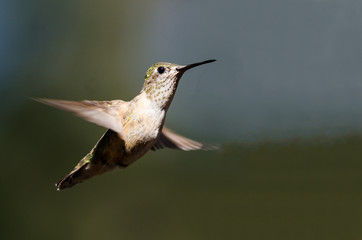 Broad-Tailed Hummingbird Hovering in Flight Deep in the Forest