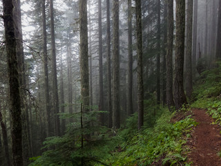 Foggy forest scene in Washington State