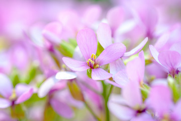 Fototapeta na wymiar Aubrieta flower with beautiful bokeh. little violet plants. soft focus.