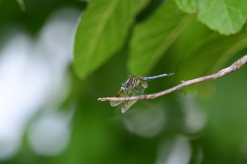 dragonfly in natural green surroundings