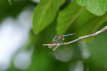 dragonfly in natural green surroundings