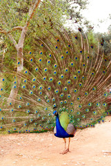 Obraz premium Vertical photo of a colorful peacock with all its tail unfolded showing its long feathers to visitors.