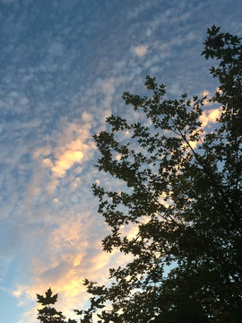 Silhouette of tree during sunset