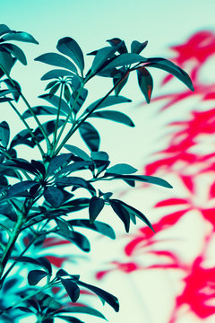 House plant with a red shadow on wall