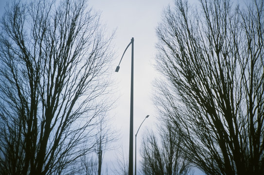 Symmetrical winter scene of two street lights and trees