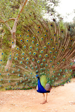 Vertical photo of a colorful peacock with all its tail unfolded showing its long feathers to visitors.
