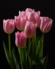Pink tulips in front of a dark background