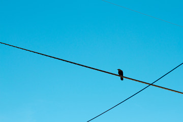 Crow on power line with blue sky in background