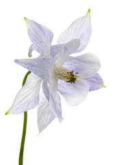 Soft blue flower of aquilegia, blossom of catchment closeup, isolated on white background