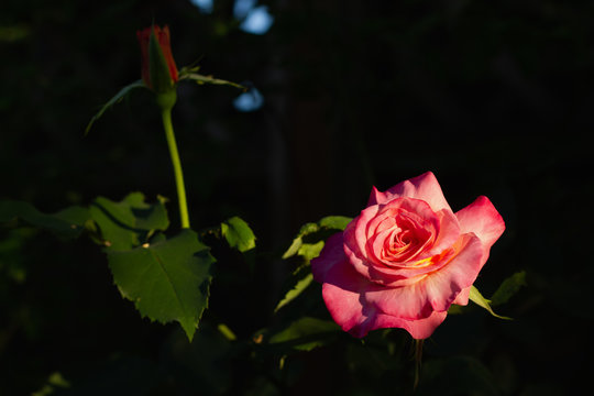 Rose illuminated during sunset