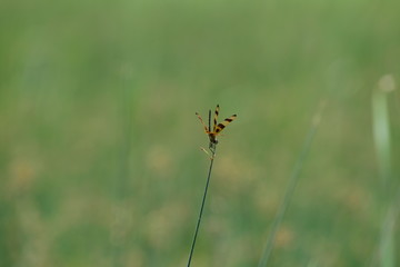 dragonfly in natural green surroundings